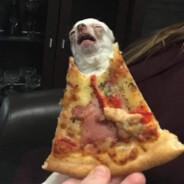 crazypizza's Stream profile image