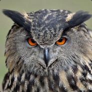 ToxicOwl's Stream profile image